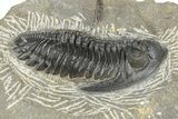 Detailed Hollardops Trilobite - One Half Prepared #235113-1
